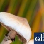 Single dose of magic mushroom psychedelic can cause anatomical brain changes, study finds | Neuroscience