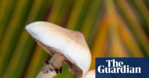 Single dose of magic mushroom psychedelic can cause anatomical brain changes, study finds | Neuroscience