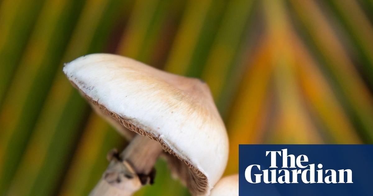 Single dose of magic mushroom psychedelic can cause anatomical brain changes, study finds | Neuroscience