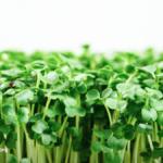 The Best Foods to Fight H. Pylori